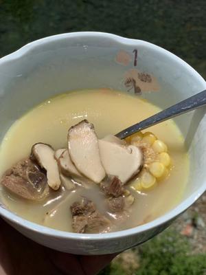 野生松茸炖鸡汤