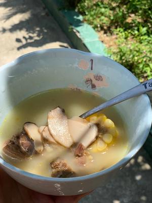 野生松茸炖鸡汤