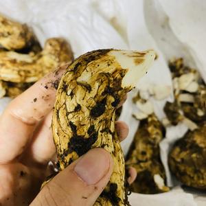 松茸的清洗和保存