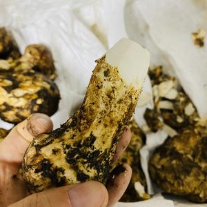 松茸的清洗和保存