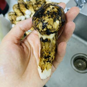 松茸的清洗和保存
