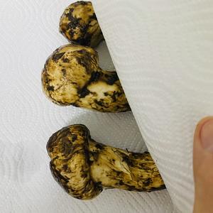松茸的清洗和保存