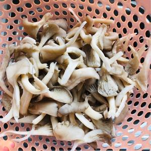椒盐蘑菇-超好吃的下酒菜