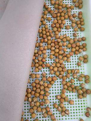 自发豌豆苗