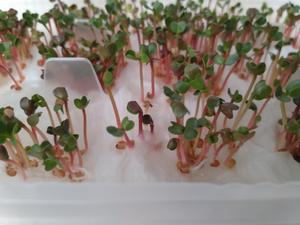 小白也可以种植的萝卜苗速成初阶版