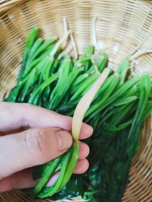 下饭萝卜苗