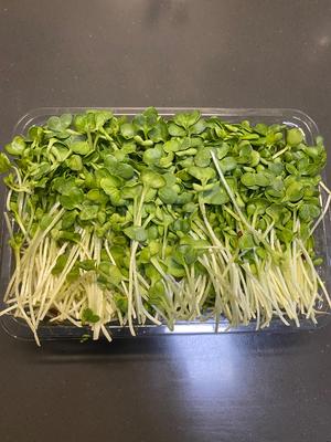 懒人肉菜一锅端:上汤萝卜苗