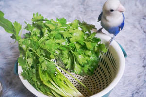 【快手】藐视世间一切芝麻菜的香菜煎饺