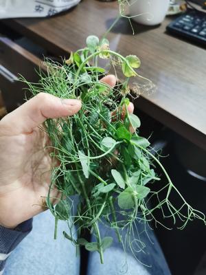 豌豆尖滑肉汤?