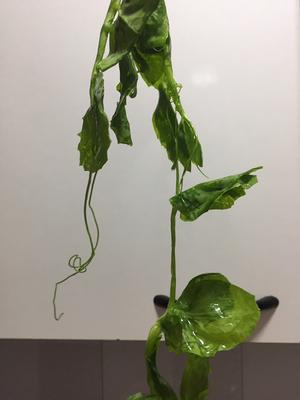 一口春天：上汤豌豆尖