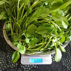 陈皮陈肾西洋菜汤