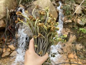 超好吃的凉拌蕨菜
