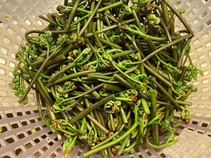 超好吃的凉拌蕨菜