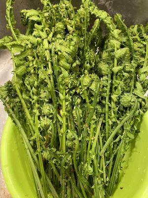 【食在春天】蕨菜三吃-炒，晒，拌