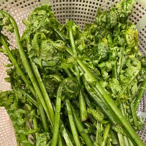 【食在春天】蕨菜三吃-炒，晒，拌