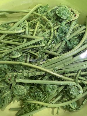 【食在春天】蕨菜三吃-炒，晒，拌