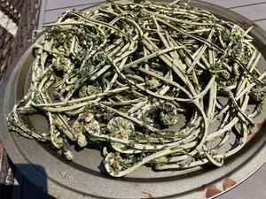 【食在春天】蕨菜三吃-炒，晒，拌