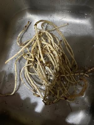 风热感冒消炎止咳鱼腥草罗汉果汤