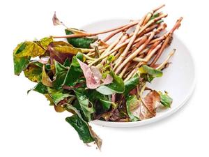 皮肤过敏红疹、湿疹应急小茶方——鱼腥草榨汁喝