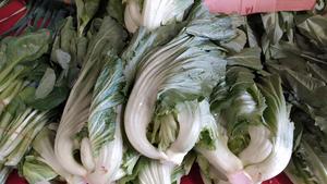 昆明传统水腌菜（苦菜外地叫芥菜）