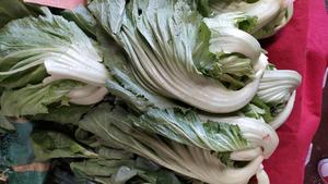 昆明传统水腌菜（苦菜外地叫芥菜）
