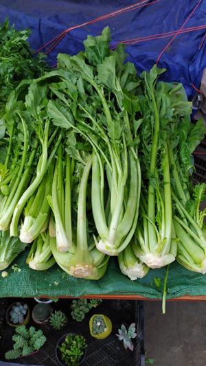昆明传统水腌菜（苦菜外地叫芥菜）