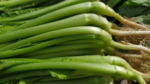 昆明传统水腌菜（苦菜外地叫芥菜）
