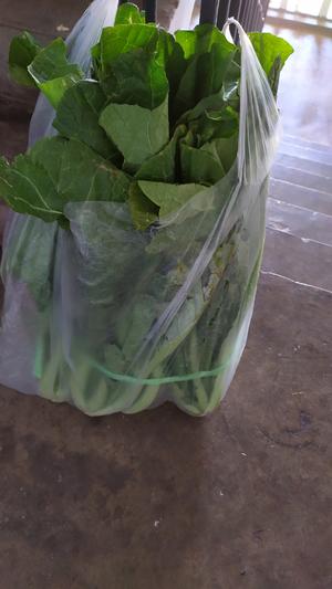 昆明传统水腌菜（苦菜外地叫芥菜）