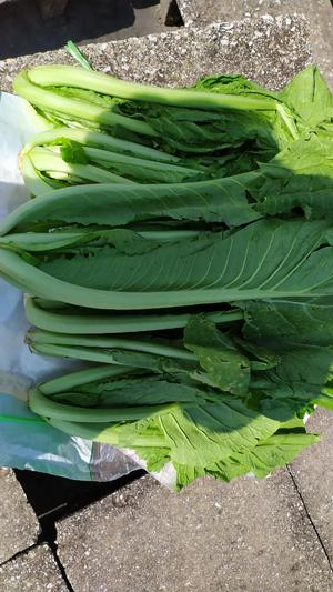 昆明传统水腌菜（苦菜外地叫芥菜）