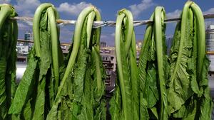 昆明传统水腌菜（苦菜外地叫芥菜）