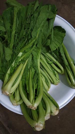 昆明传统水腌菜（苦菜外地叫芥菜）