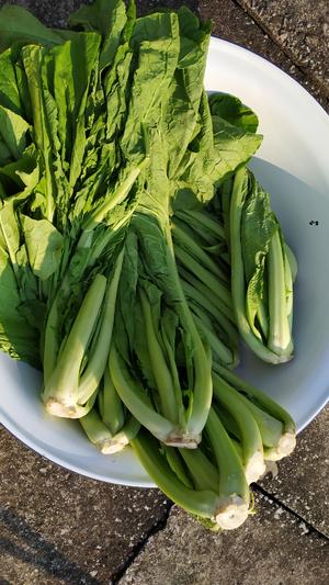 昆明传统水腌菜（苦菜外地叫芥菜）