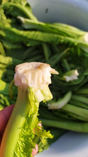 昆明传统水腌菜（苦菜外地叫芥菜）