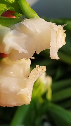 昆明传统水腌菜（苦菜外地叫芥菜）