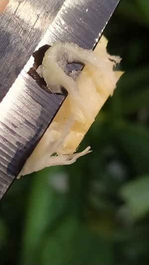 昆明传统水腌菜（苦菜外地叫芥菜）