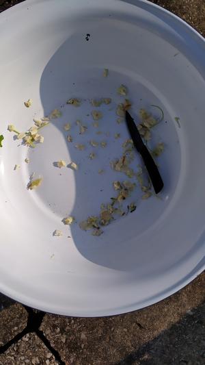 昆明传统水腌菜（苦菜外地叫芥菜）