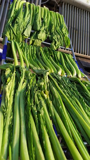 昆明传统水腌菜（苦菜外地叫芥菜）