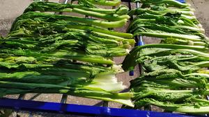 昆明传统水腌菜（苦菜外地叫芥菜）