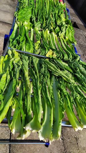 昆明传统水腌菜（苦菜外地叫芥菜）