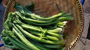 昆明传统水腌菜（苦菜外地叫芥菜）