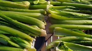 昆明传统水腌菜（苦菜外地叫芥菜）