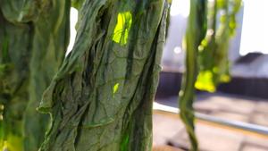 昆明传统水腌菜（苦菜外地叫芥菜）