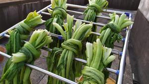 昆明传统水腌菜（苦菜外地叫芥菜）