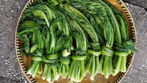 昆明传统水腌菜（苦菜外地叫芥菜）
