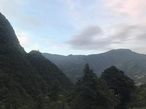 紫苏叶