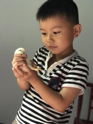 紫苏叶