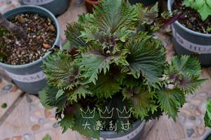 炸紫苏叶