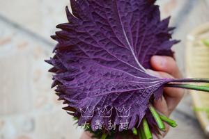 炸紫苏叶