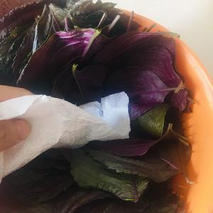 超级下饭的韩式腌紫苏叶