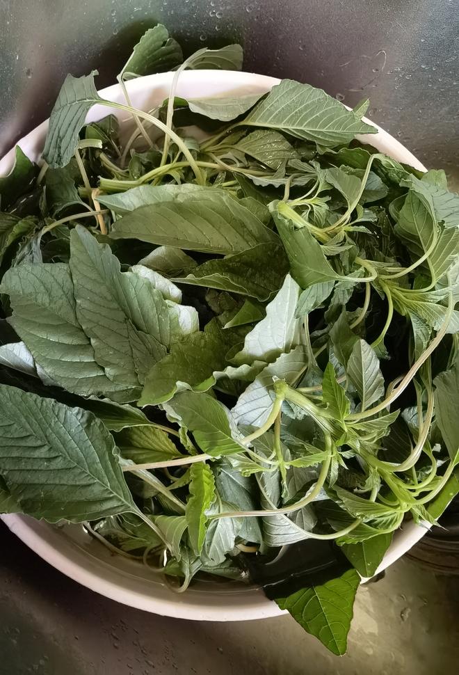 野苋菜素饺子?
